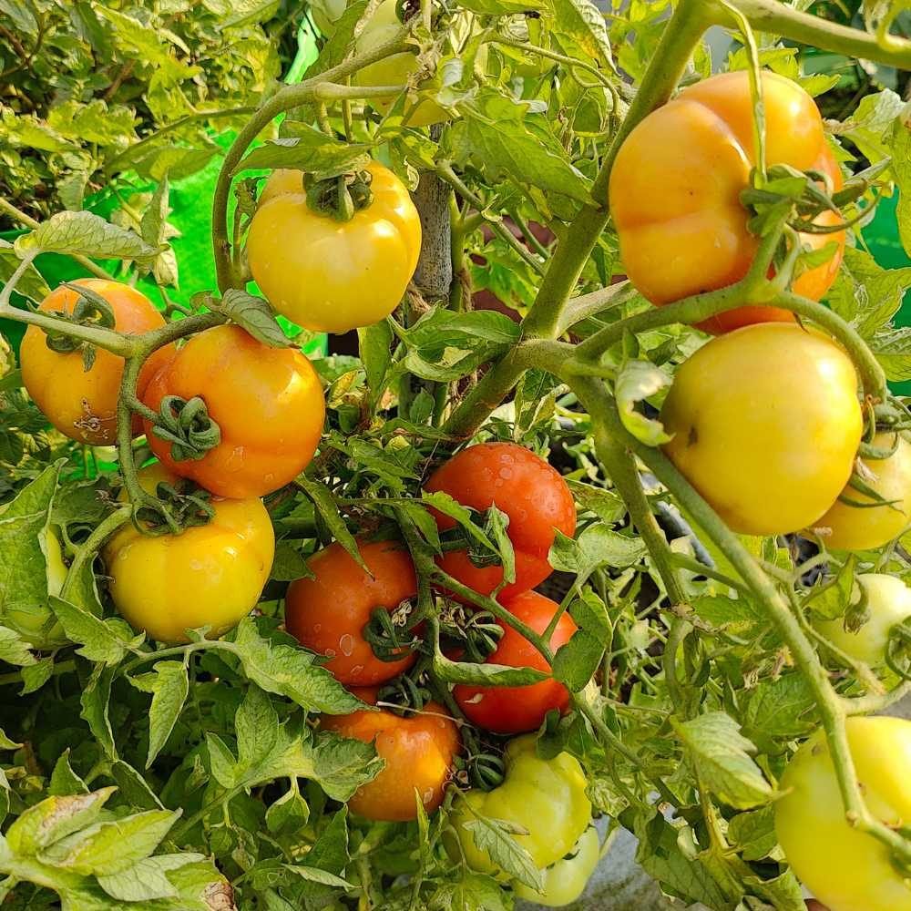 Desi Tomato