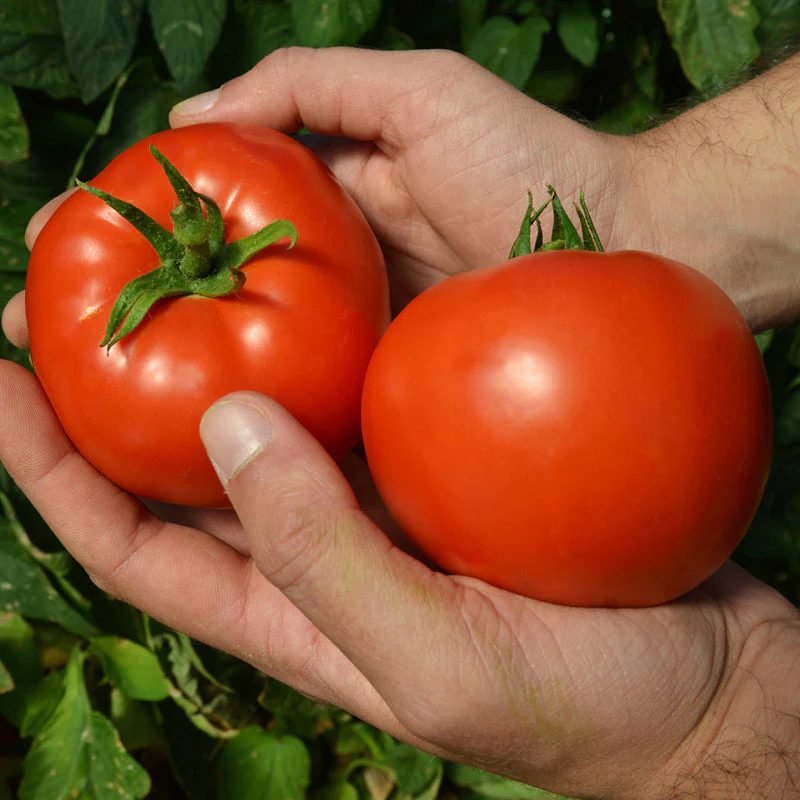 Hybrid Tomato