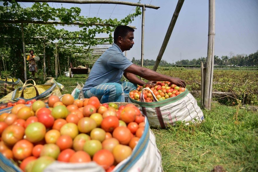 Farmer Harvesting